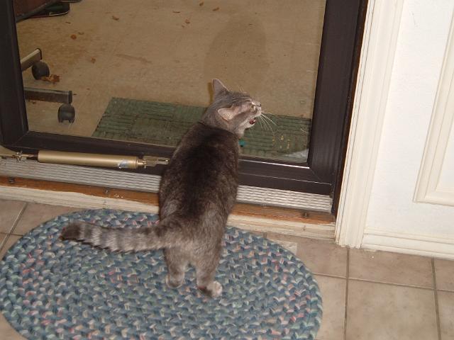 Lesley's house - Sassy looking out front door meowing Sassy meowing at the front door